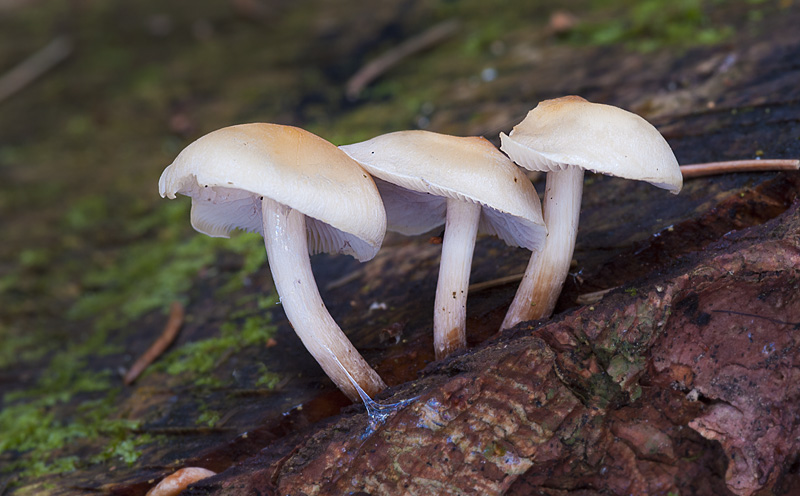 Hypholoma capnoides